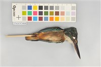 藏品(翠鳥)的圖片